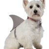 Rasta Imposta Shark Fin Dog Costume