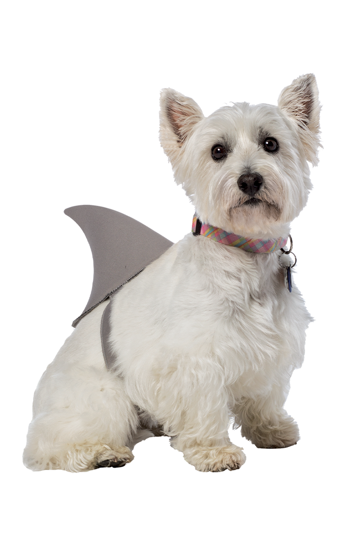 Rasta Imposta Shark Fin Dog Costume 1 Rasta Imposta Shark Fin Dog Costume