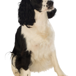 Rubies American / USA Indiana Bones Dog Accessory