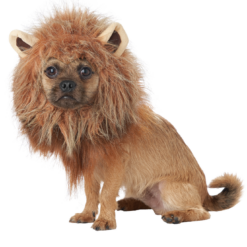 California Costumes King Of The Jungle Dog Costume